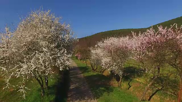 盛开的杏树，Neustadt-Gimmeldingen, Weinstraße，普法尔兹，莱茵兰-普法尔茨，德国视频素材