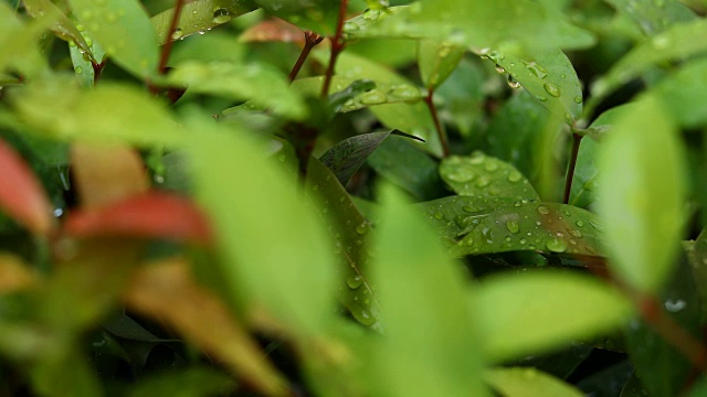 雨滴落在绿叶上视频素材