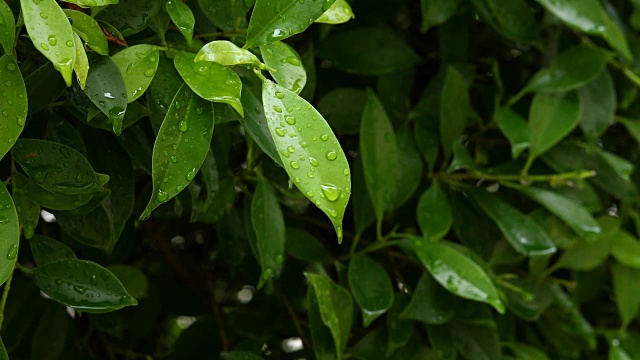 雨滴落在绿叶上视频素材