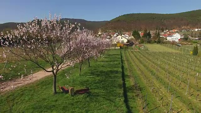 盛开的杏树，Neustadt-Gimmeldingen, Weinstraße，普法尔兹，莱茵兰-普法尔茨，德国视频素材