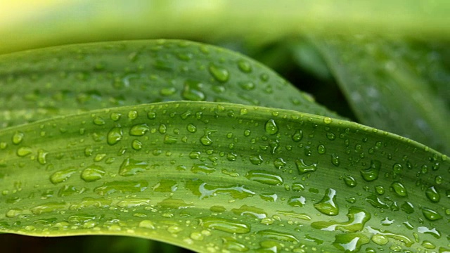 雨滴落在绿叶上视频下载