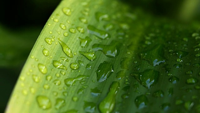 雨滴落在绿叶上视频下载