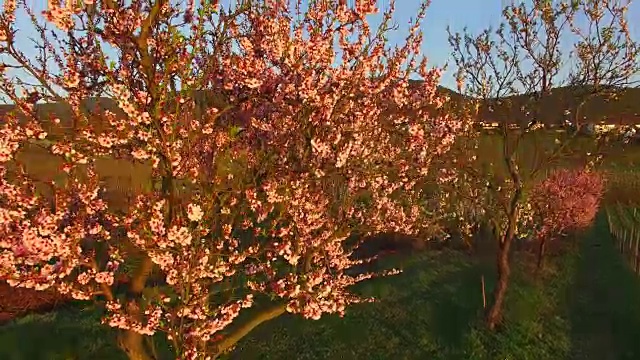 盛开的杏树在Gimmeldingen, Neustadt an der Weinstraße，莱茵兰-普法尔茨，德国视频素材