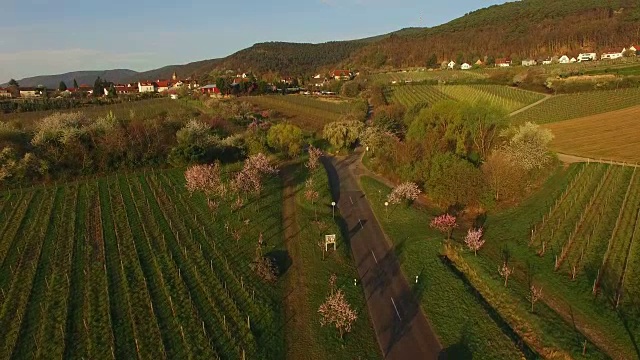 盛开的杏树在Gimmeldingen, Neustadt an der Weinstraße，莱茵兰-普法尔茨，德国视频素材