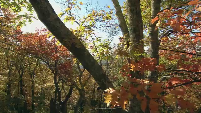 阳光透过美丽的秋叶，在北卡罗莱纳州的群山中轻轻摇曳。视频素材