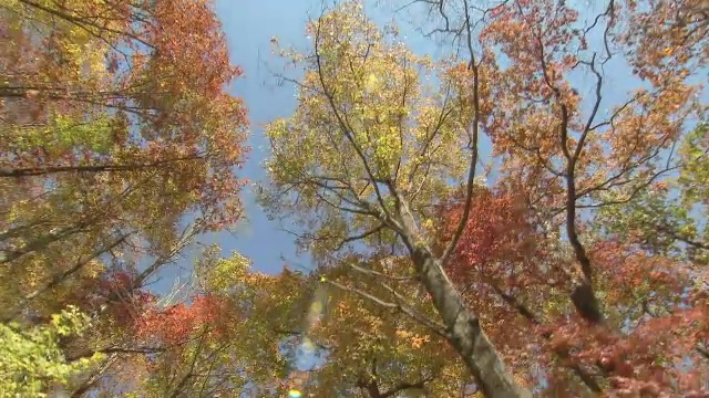 低角度的彩色秋叶对蓝色的天空。视频素材