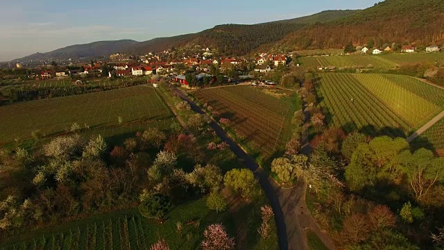 盛开的杏树在Gimmeldingen, Neustadt an der Weinstraße，莱茵兰-普法尔茨，德国视频素材