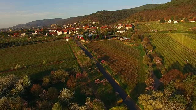 盛开的杏树在Gimmeldingen, Neustadt an der Weinstraße，莱茵兰-普法尔茨，德国视频素材