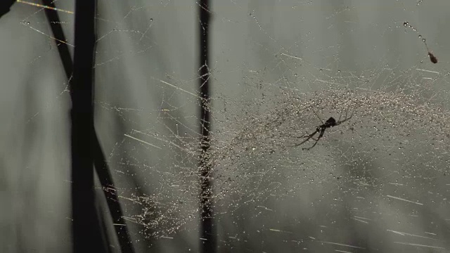 蜘蛛网视频素材