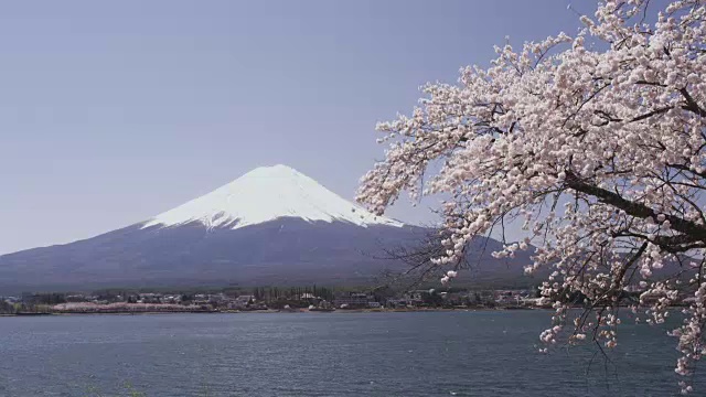 富士山和川口湖的樱花视频素材