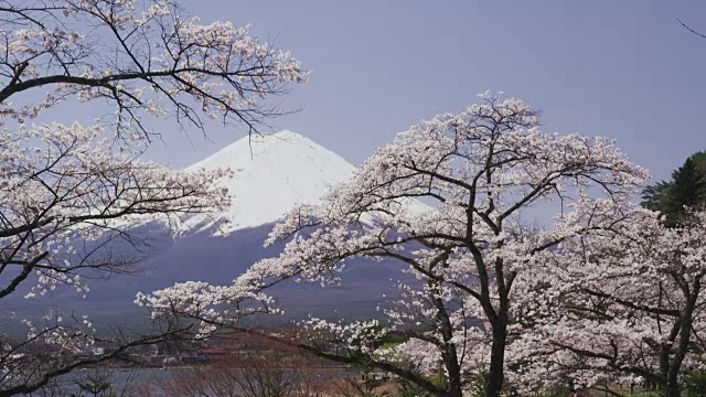 富士山和川口湖的樱花视频素材