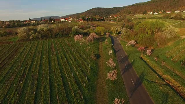 盛开的杏树在Gimmeldingen, Neustadt an der Weinstraße，莱茵兰-普法尔茨，德国视频素材