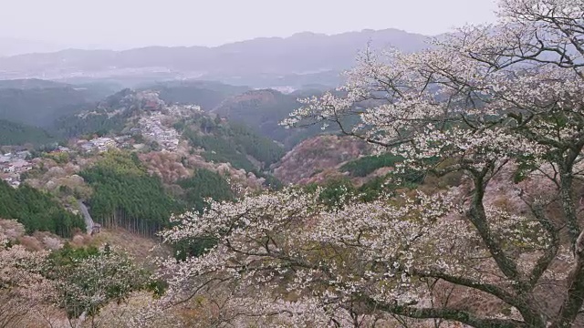 吉野山的樱花视频素材