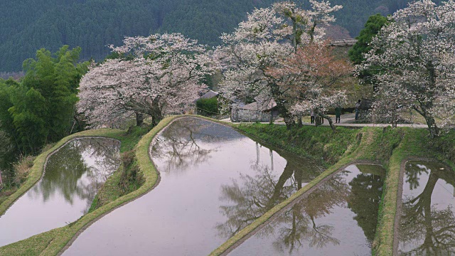 梯田和樱花视频素材