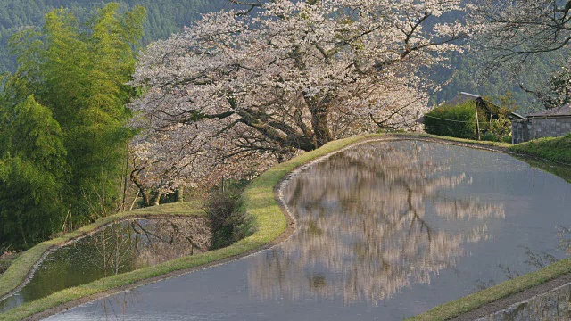 梯田和樱花视频素材