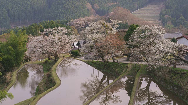 梯田和樱花视频素材