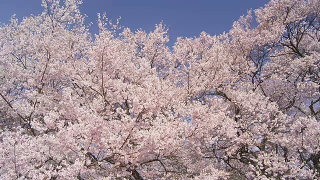 高田乔希公园的樱花视频素材