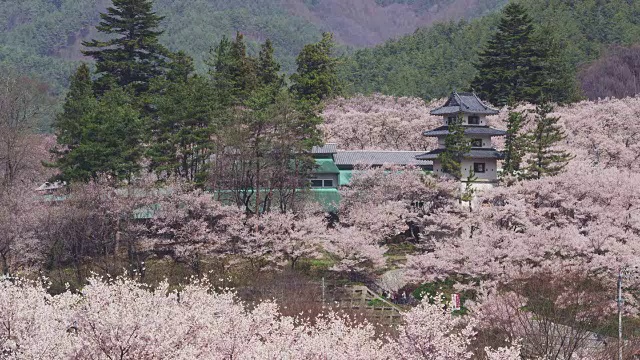 高田乔希公园的樱花视频素材