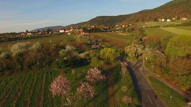 盛开的杏树在Gimmeldingen, Neustadt an der Weinstraße，莱茵兰-普法尔茨，德国视频素材