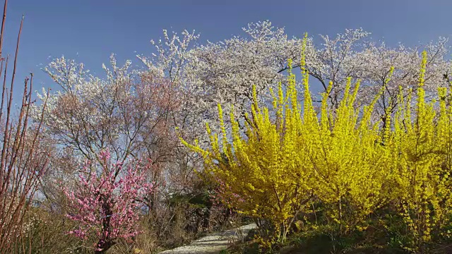 福岛花山公园视频素材