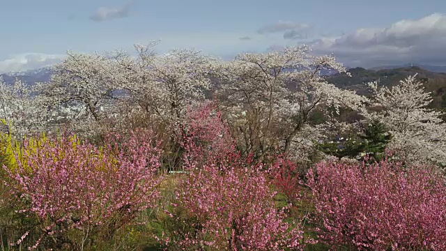 福岛花山公园视频素材