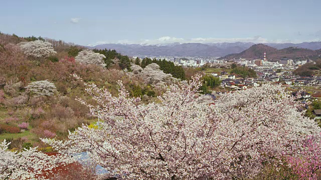 福岛花山公园视频素材