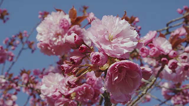 双花樱花视频素材