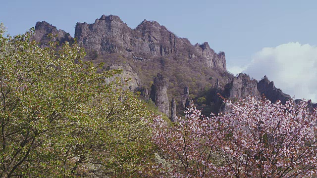 妙木山和樱花视频素材