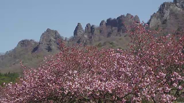 妙木山和樱花视频素材