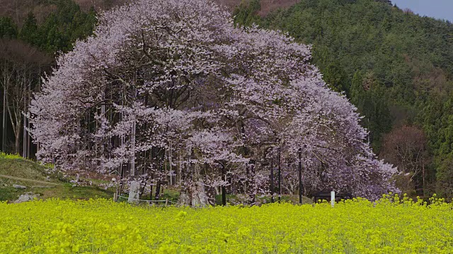 油菜田樱花盛开视频素材