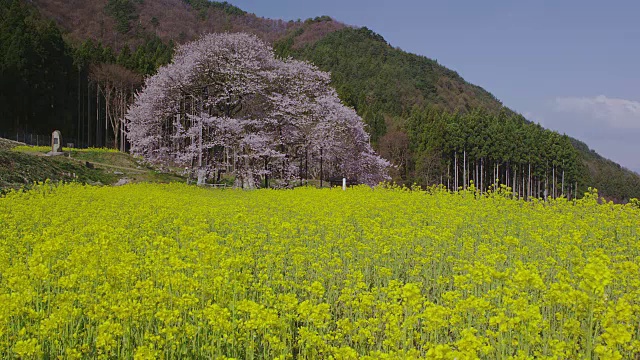 油菜田里的黑袍樱花视频素材