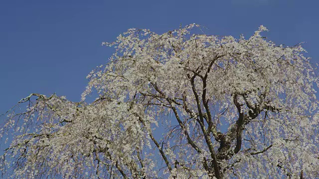 水中哭泣的樱花盛开视频素材