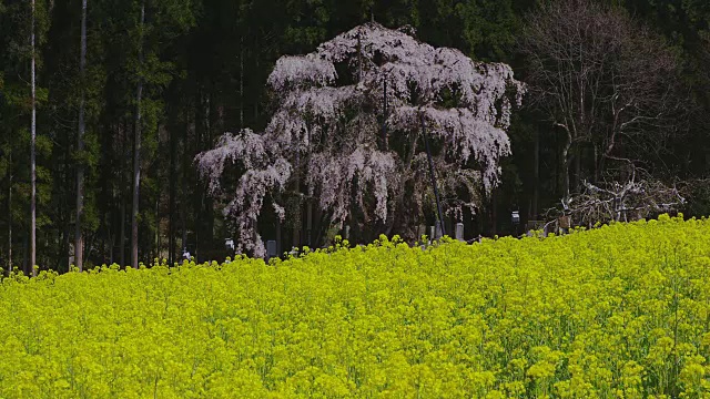 哭泣的樱桃树在盛开视频素材