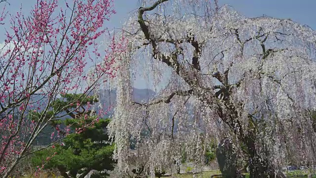 哭泣的樱花盛开视频素材