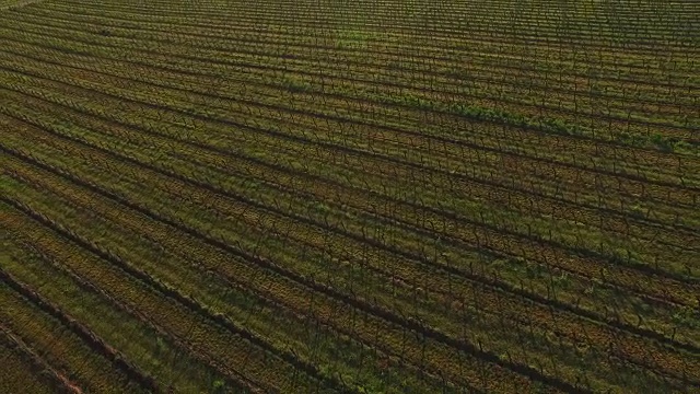 靠近Gimmeldingen, Neustadt an der Weinstraße，莱茵兰-普法尔茨，德国视频素材