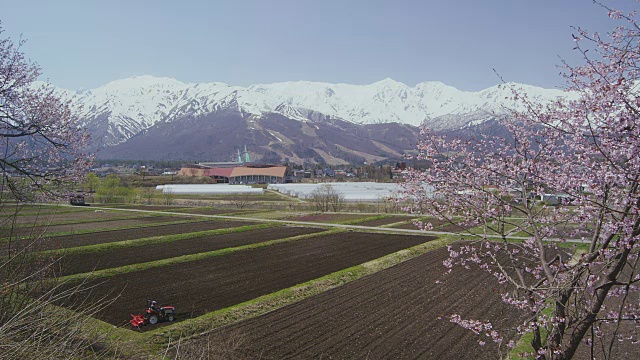 白波山脉和樱花视频素材