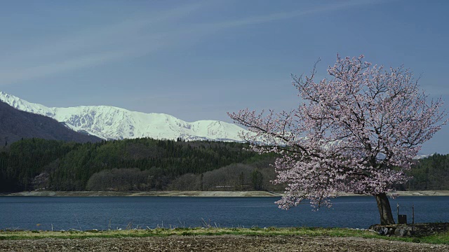 青木湖和樱花与白波山脉的背景视频素材