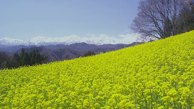 日本北部阿尔卑斯山脉背景下的油菜花田视频素材