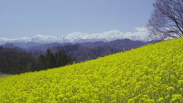 日本北部阿尔卑斯山脉背景下的油菜花田视频素材