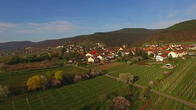 盛开的杏树在Gimmeldingen, Neustadt an der Weinstraße，莱茵兰-普法尔茨，德国视频素材