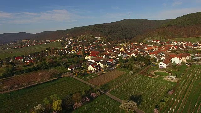 盛开的杏树在Gimmeldingen, Neustadt an der Weinstraße，莱茵兰-普法尔茨，德国视频素材