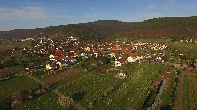 盛开的杏树在Gimmeldingen, Neustadt an der Weinstraße，莱茵兰-普法尔茨，德国视频素材