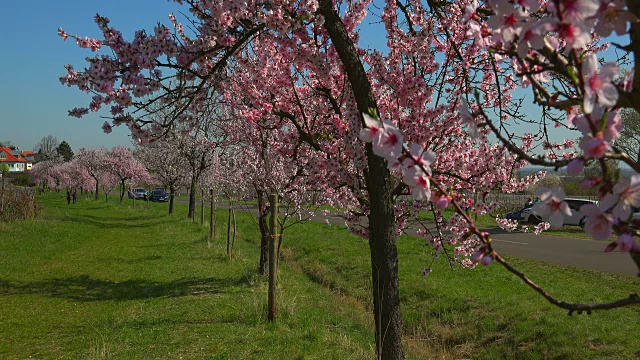 盛开的杏树，Gimmeldingen, Neustadt an der Weinstraße，莱茵兰-普法尔茨，德国视频素材