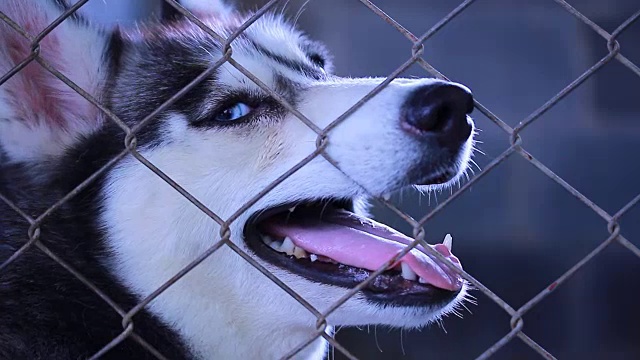 西伯利亚雪橇犬视频下载