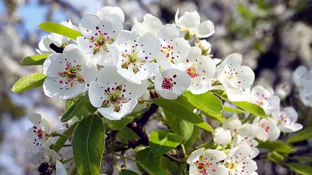 梨树开花视频素材