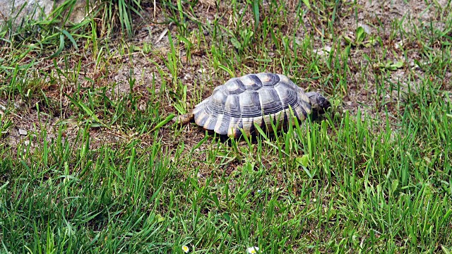 乌龟(Testudo hermanni)视频下载