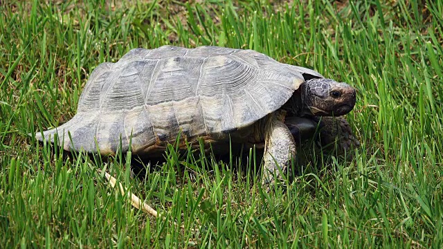 乌龟(Testudo hermanni)视频素材