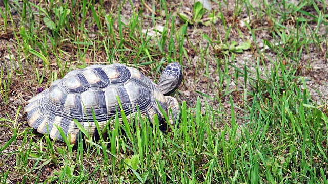 乌龟(Testudo hermanni)视频下载