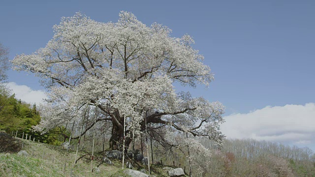 Koshidai樱花视频素材