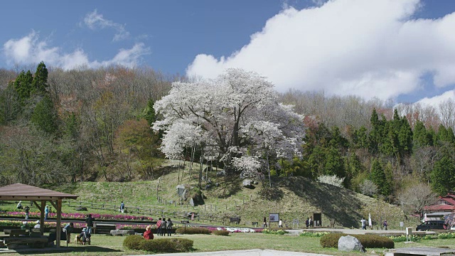 Koshidai樱花视频素材